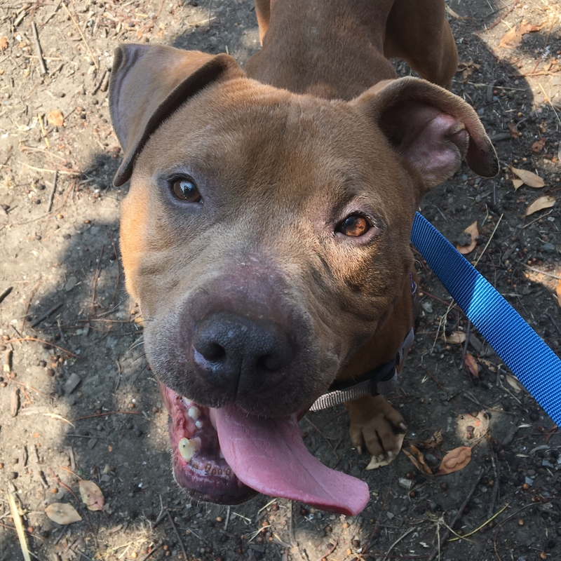 A reddish-brown pitbull on a blue leash. He has floppy triangle ears and a black nose. He's looking up at the camera and smiling, and his pink tongue is hanging out of the side of his mouth.